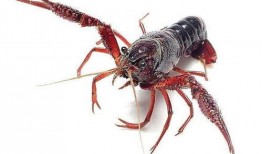 宁波爆料小龙虾视频